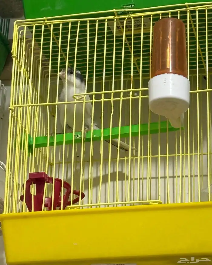 كناري مغرد 0