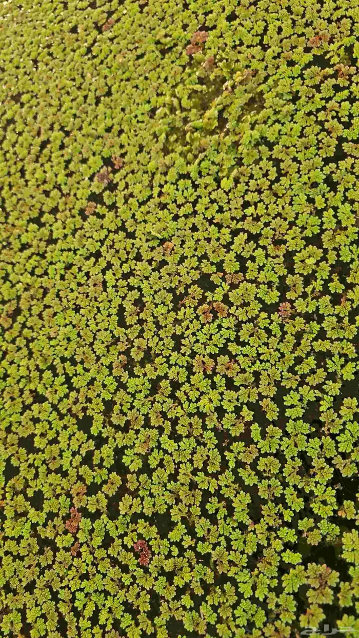 أزولا خضراء للعلف والمشاريع 0