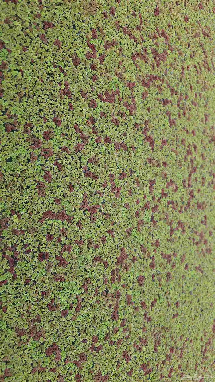 أزولا خضراء للعلف والمشاريع 2