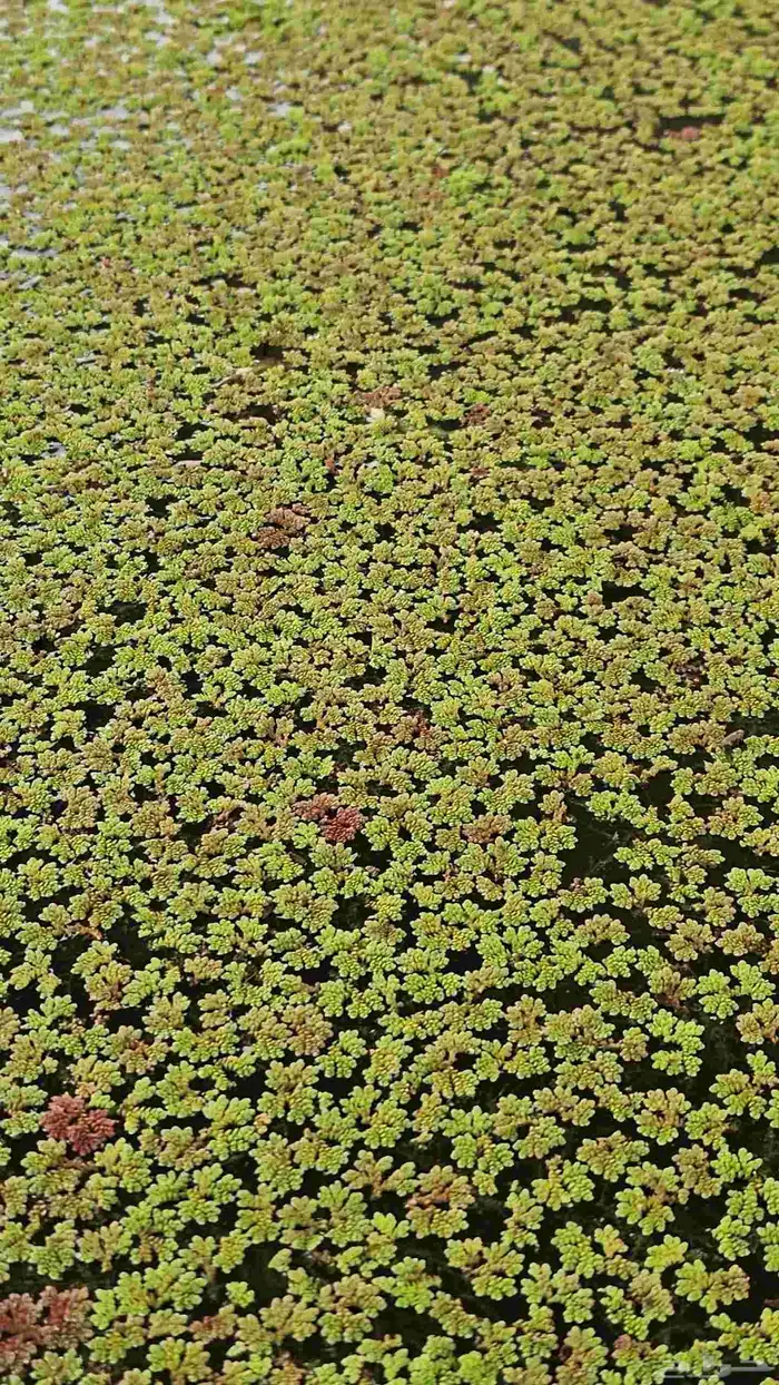 أزولا خضراء للعلف والمشاريع 1