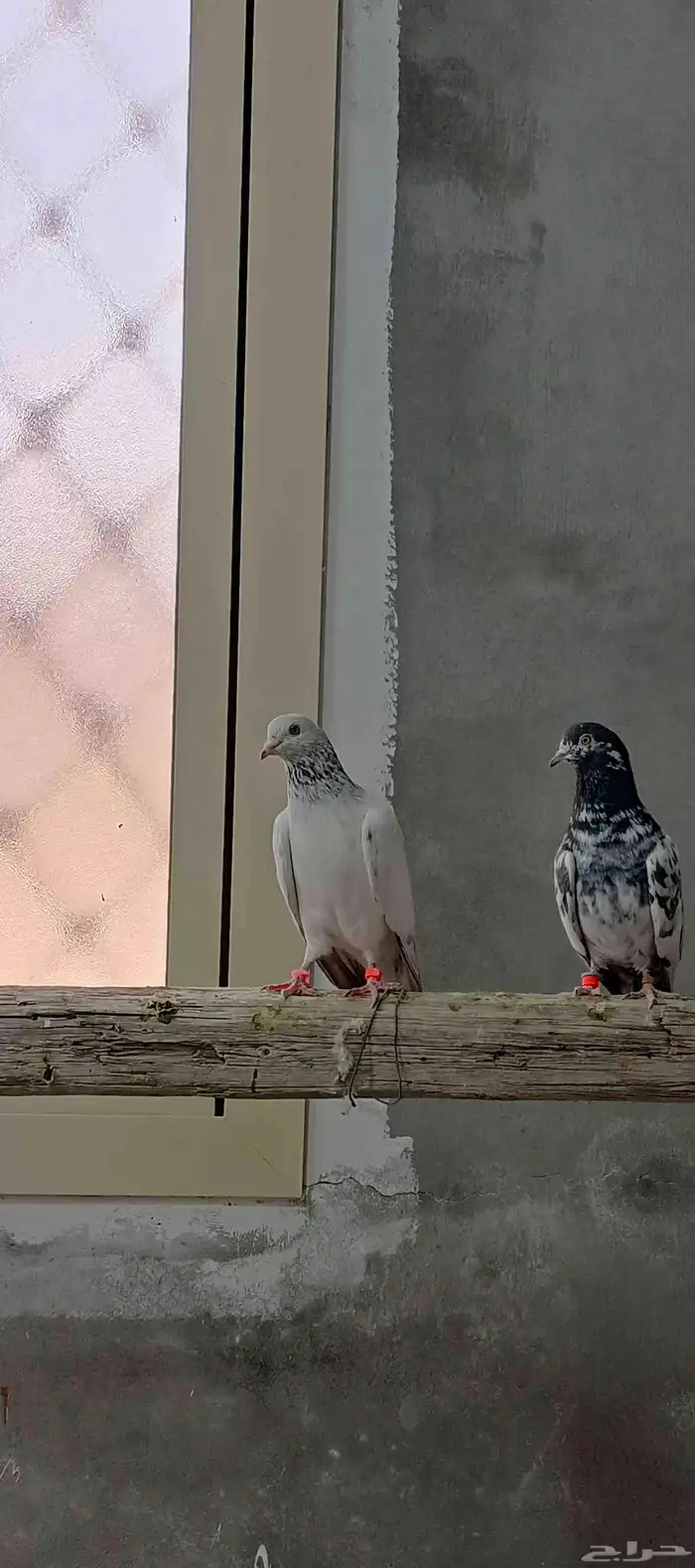 حمام باكستاني طيار تيدي وقولدن 1