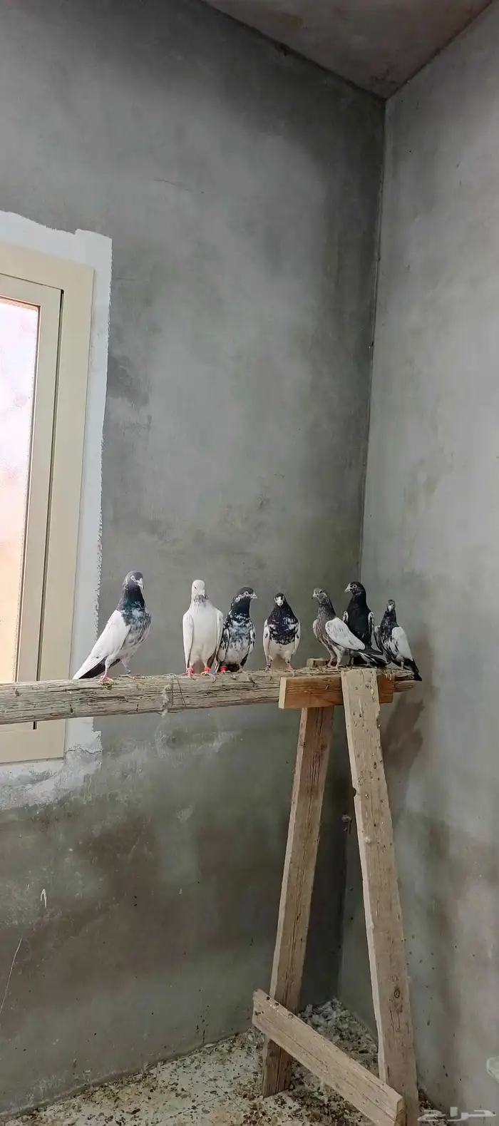 حمام باكستاني طيار تيدي وقولدن 2