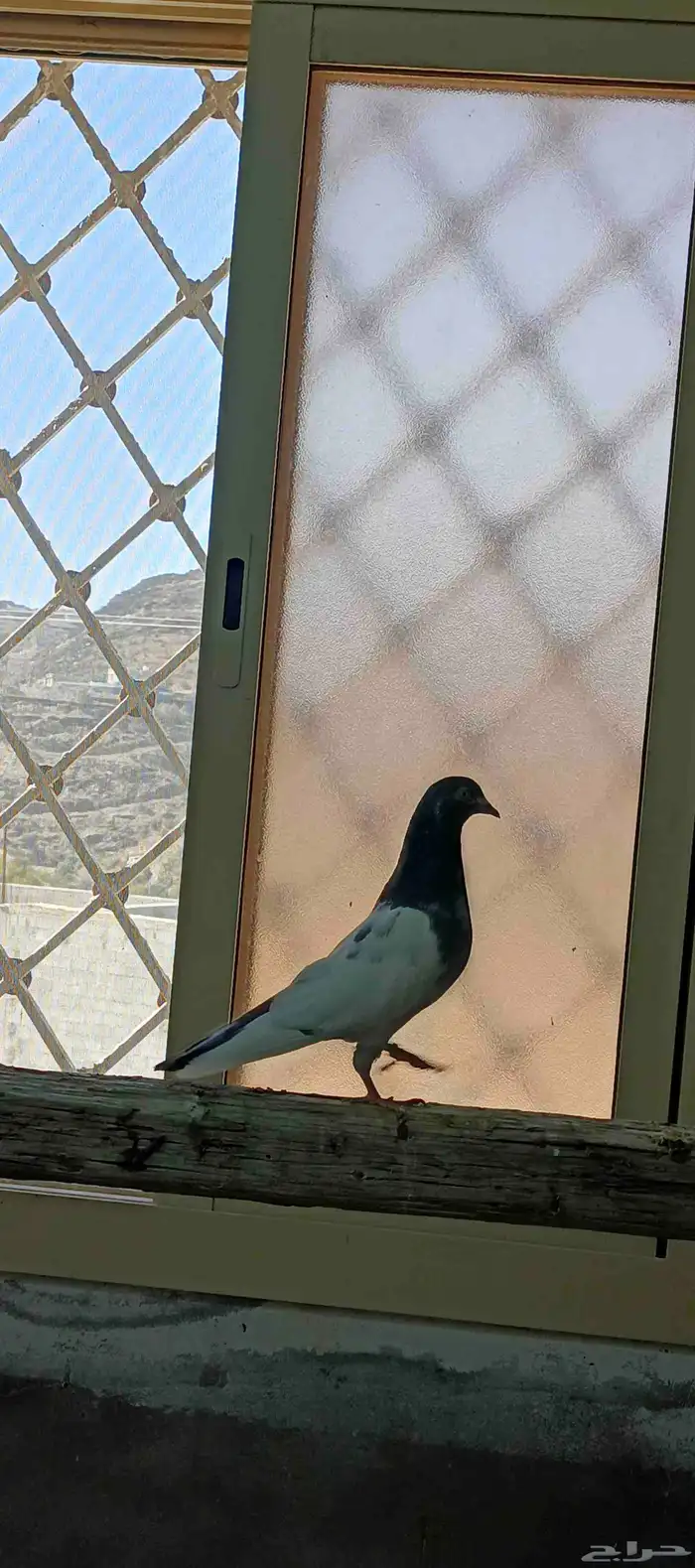 حمام باكستاني طيار تيدي وقولدن 3