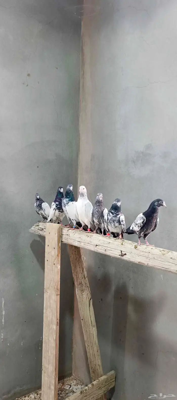 حمام باكستاني طيار تيدي وقولدن 4