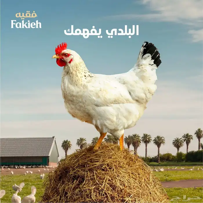 دجاج مبرد للمنازل والأسر متوفر خدمة توصيل 4