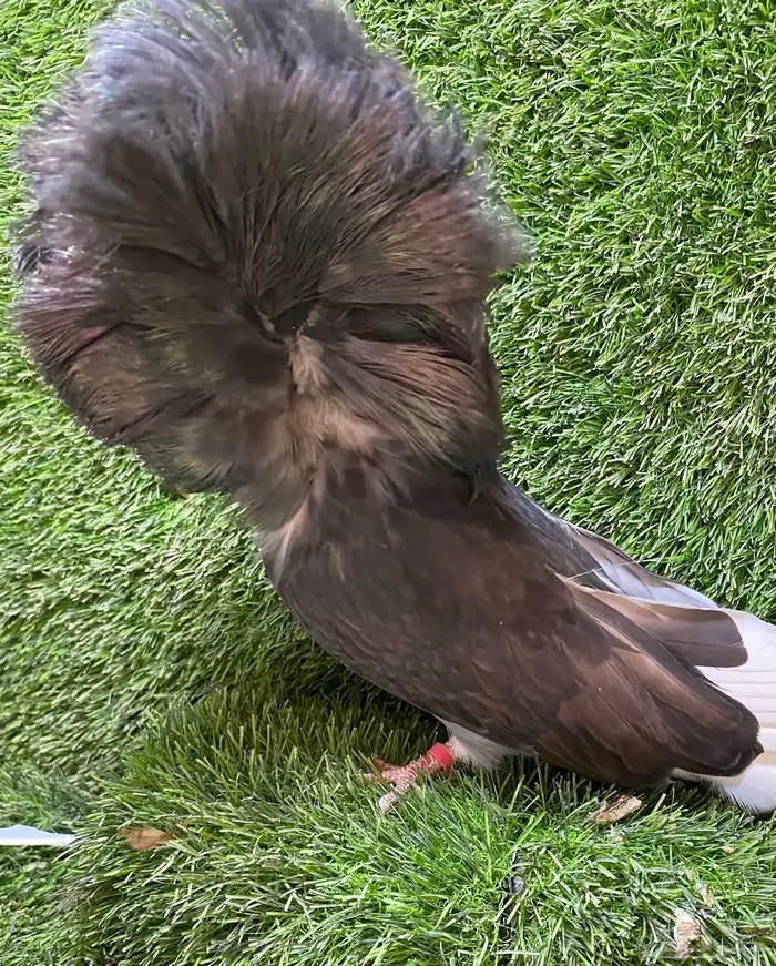 جوز جاكوبين للبيع 8