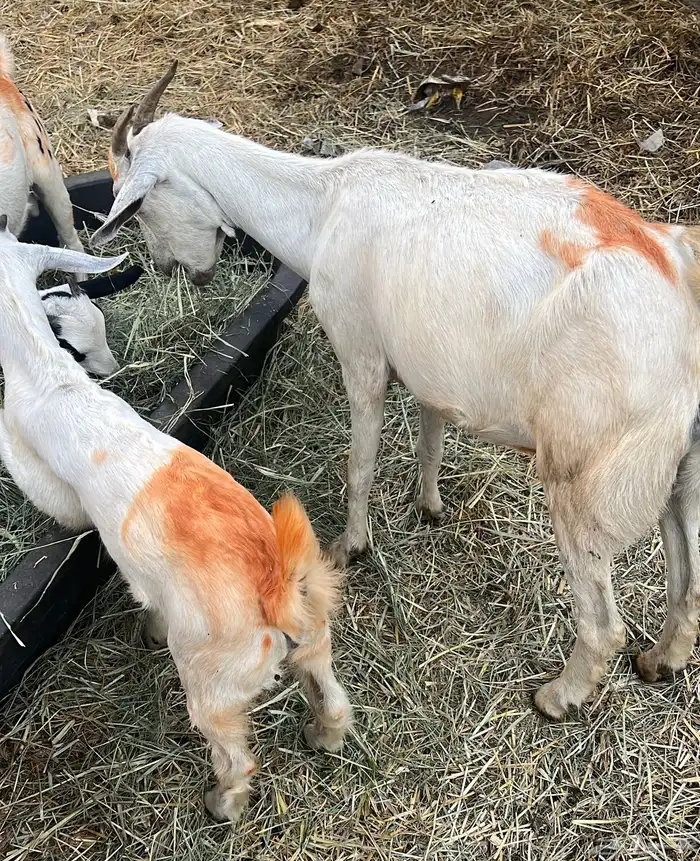 اذكروا الله وصلوا ع النبي ماعز اللبيع مع بنتها عمر بنتها 0