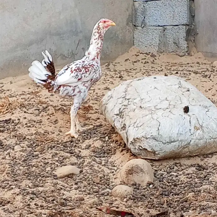 دجاجه منتجه 1