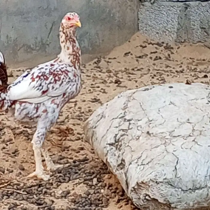 دجاجه منتجه 0