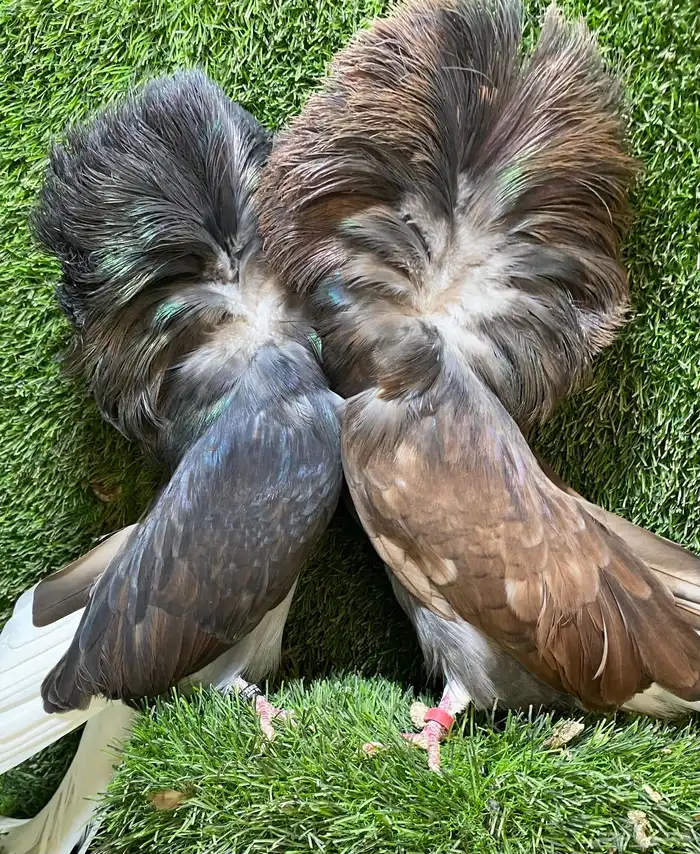 جوز جاكوبين للبيع 4