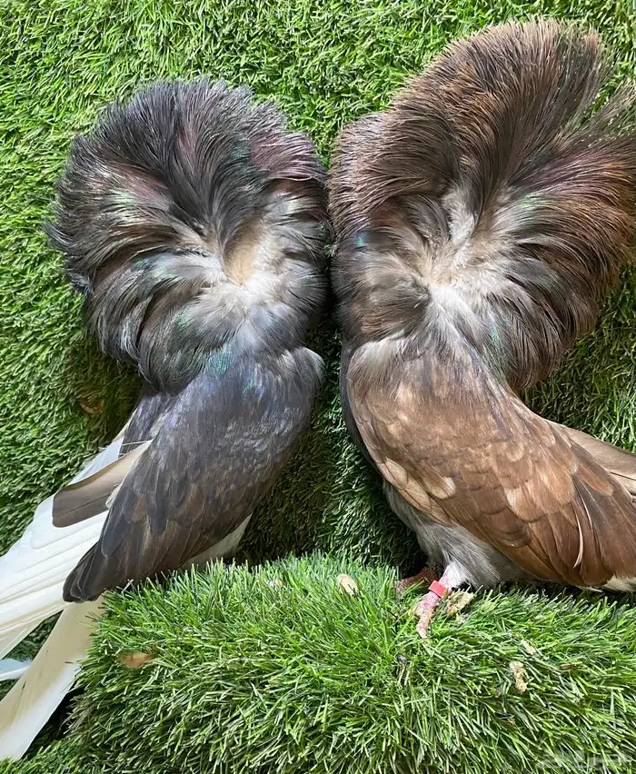 جوز جاكوبين للبيع 1