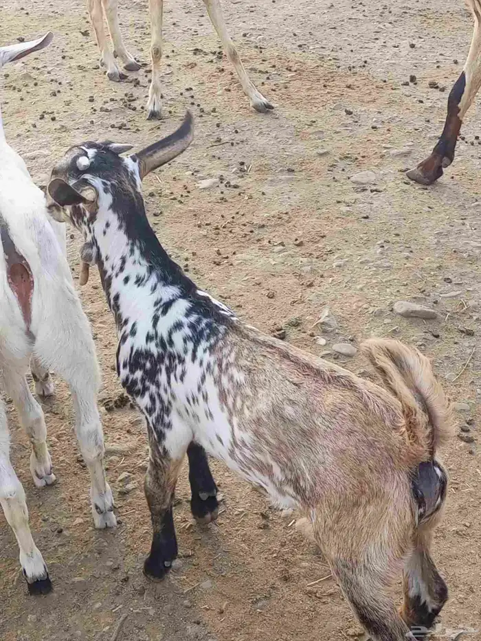 تيوس وخبيش 4