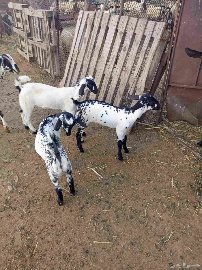 تيوس وخبيش 1