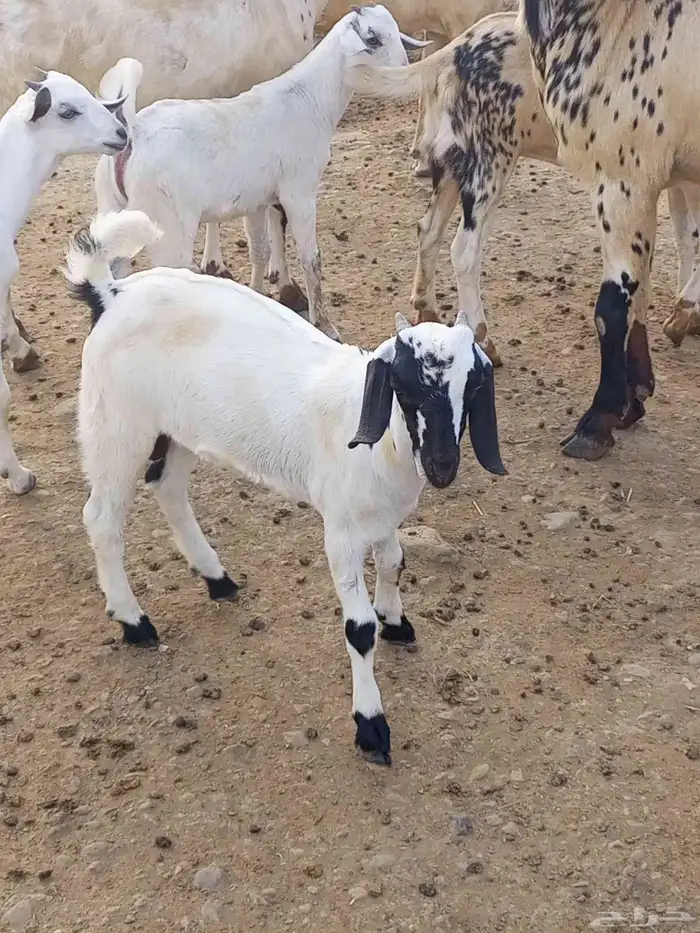 تيوس وخبيش 3