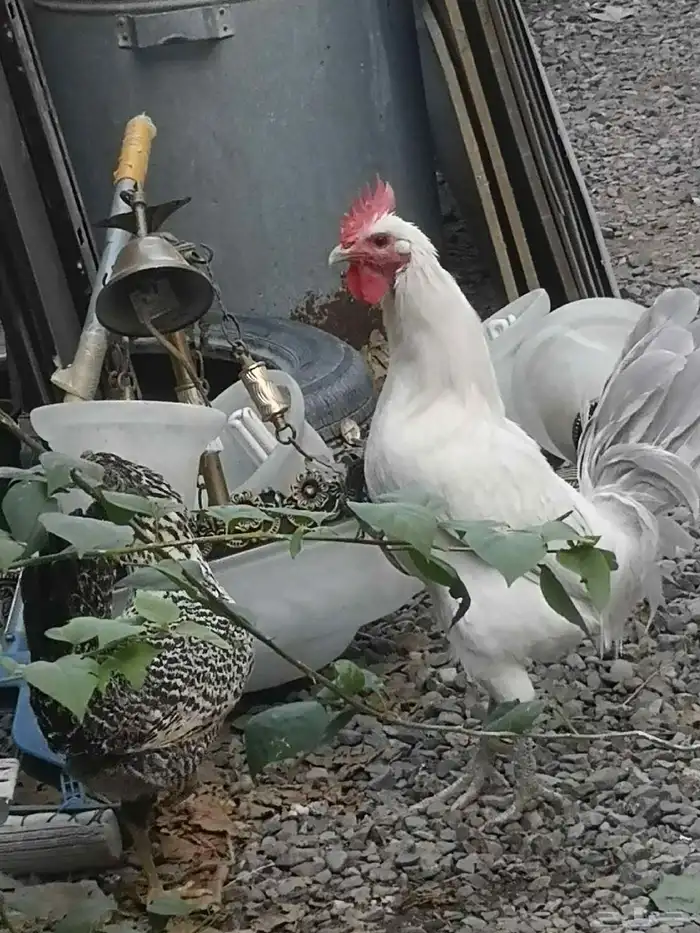 السلام عليكم ورحمة الله وبركاتة للبيع دجاجة وذيك 0