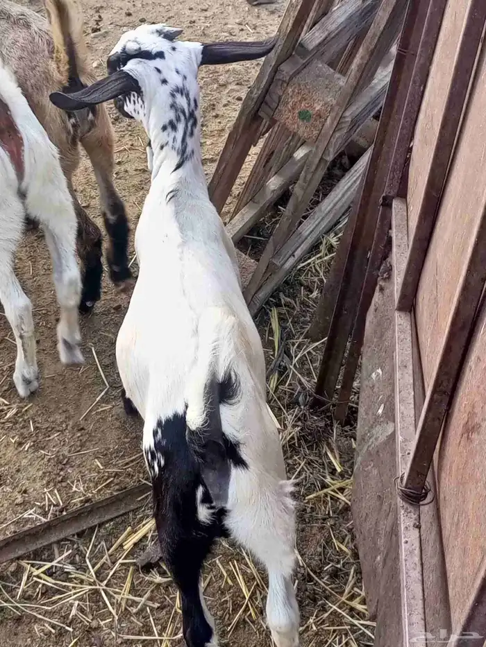 تيوس وخبيش 5