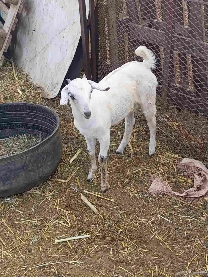 تيوس وخبيش 8