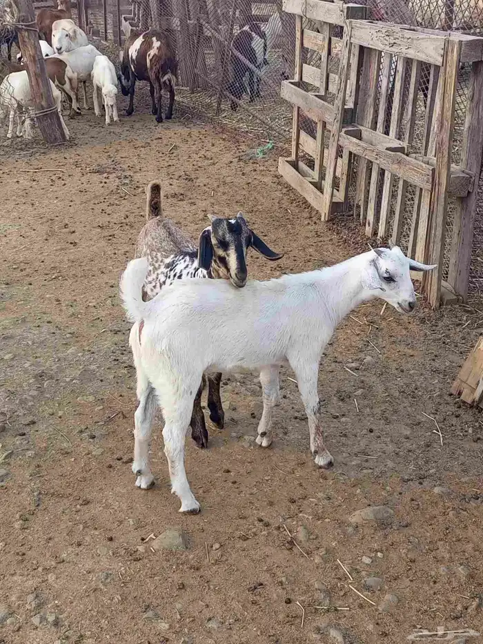 تيوس وخبيش 0