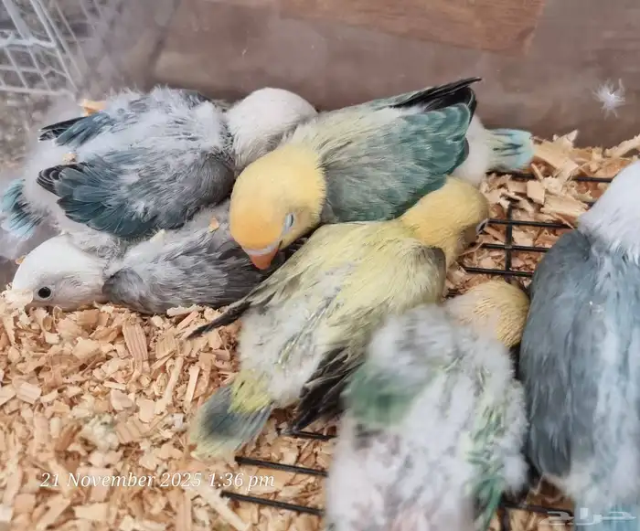 فروخ فيشر طفرات و ألوان مميزة لمحبي التميز 2