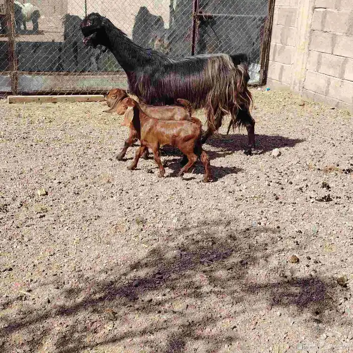 عنز شاميه والد توم جفار عمرهم شهر روم 2