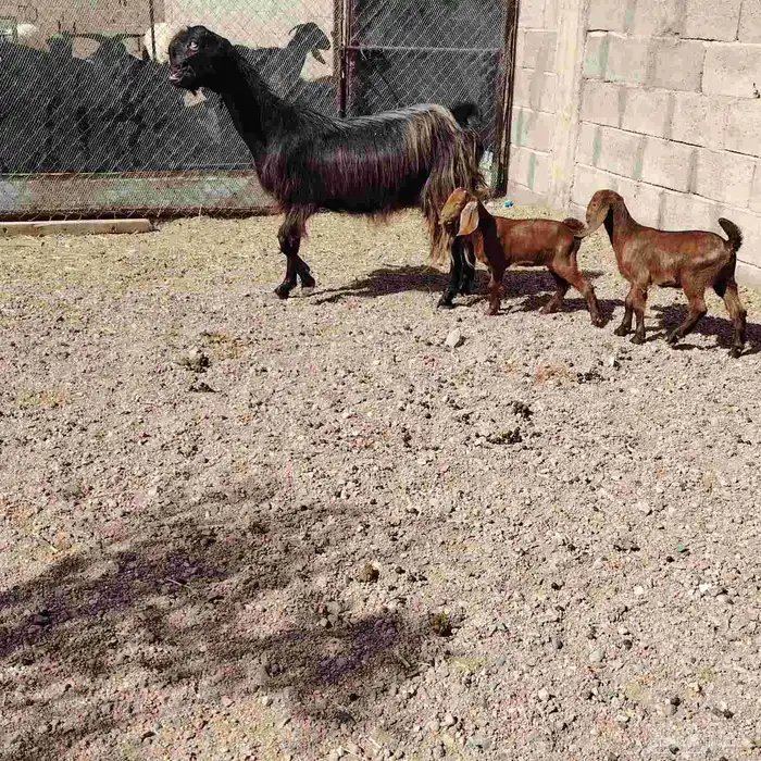 عنز شاميه والد توم جفار عمرهم شهر روم 0