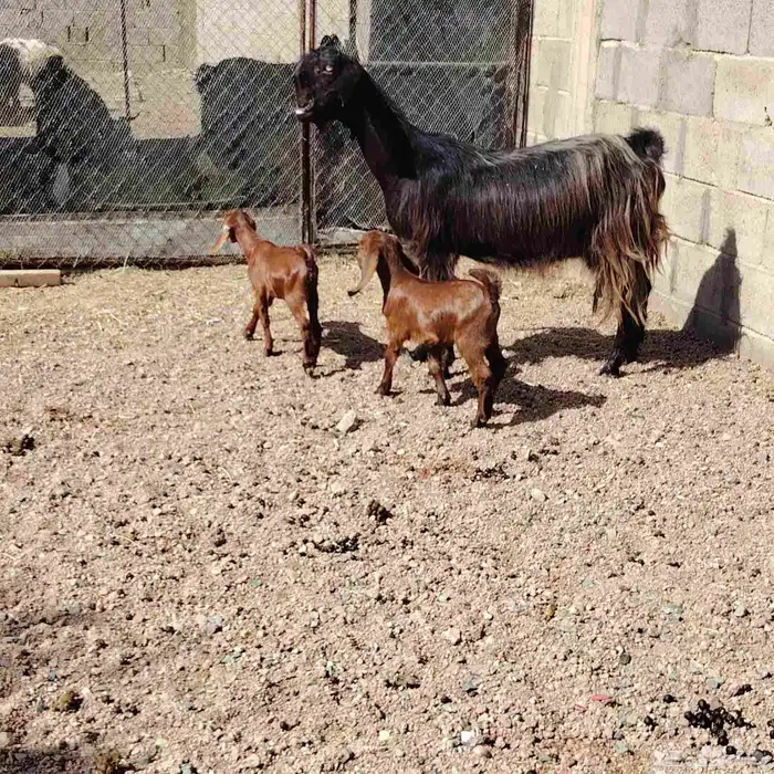 عنز شاميه والد توم جفار عمرهم شهر روم 4