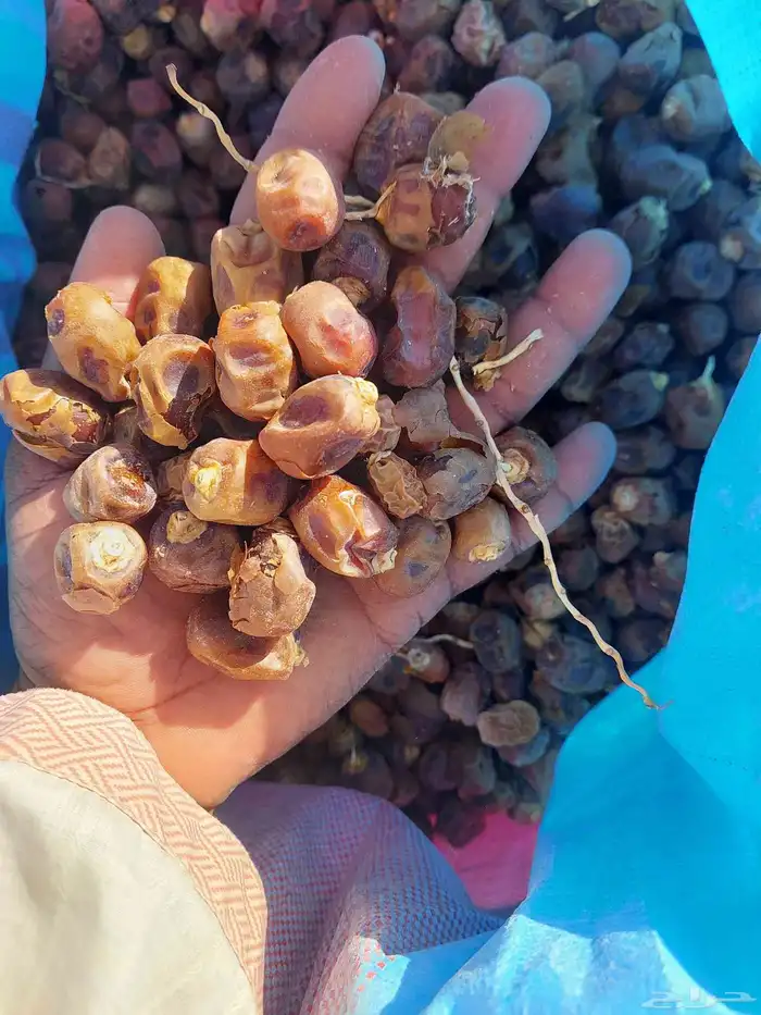 تمر حلال تعبيه فل تمر نضيف شرط 0