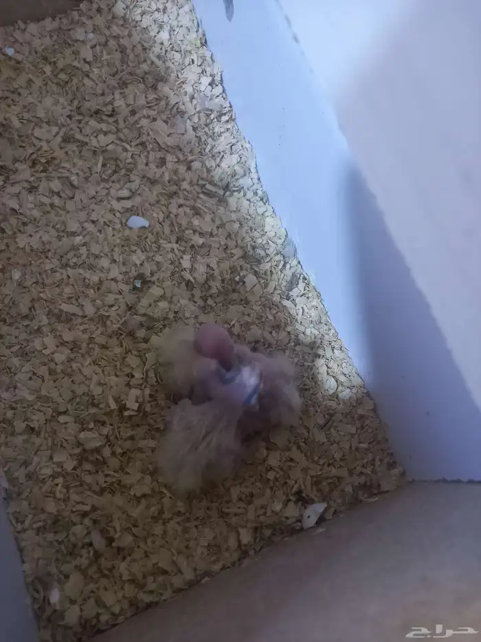 زوج كروان بفروخه..فخم 6