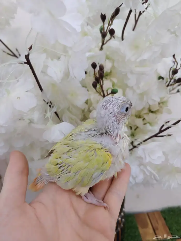 مون شيك صبغه مره بطله(( تم البيع)) 2