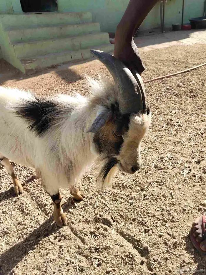 زوج ماعز قزم امريكي 0