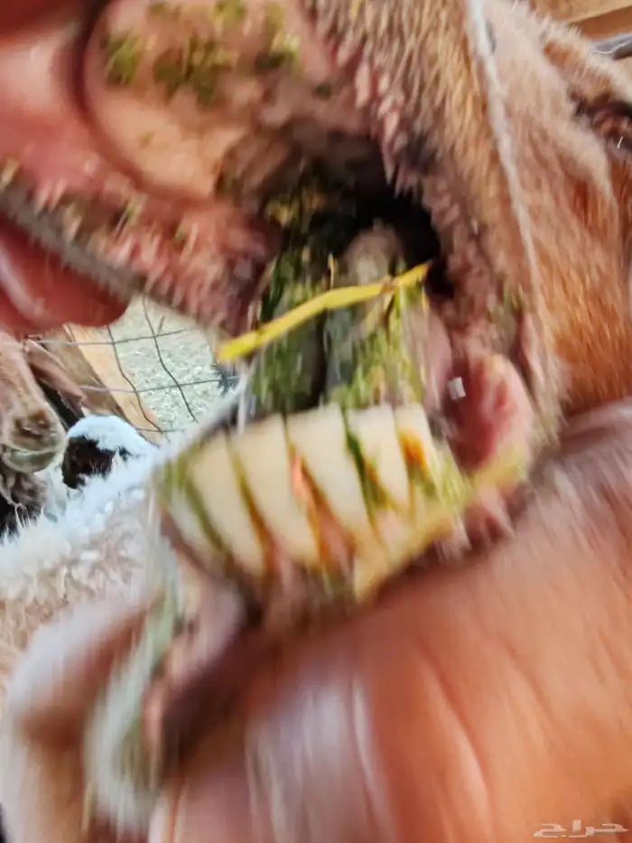 7 تحتها 7 نعيم عيالها 4 خرفان و3 رخال 3