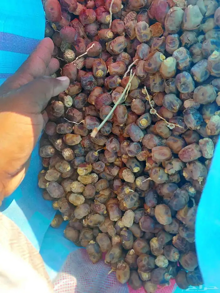 تمر حلال تعبيه فل تمر نضيف شرط 2