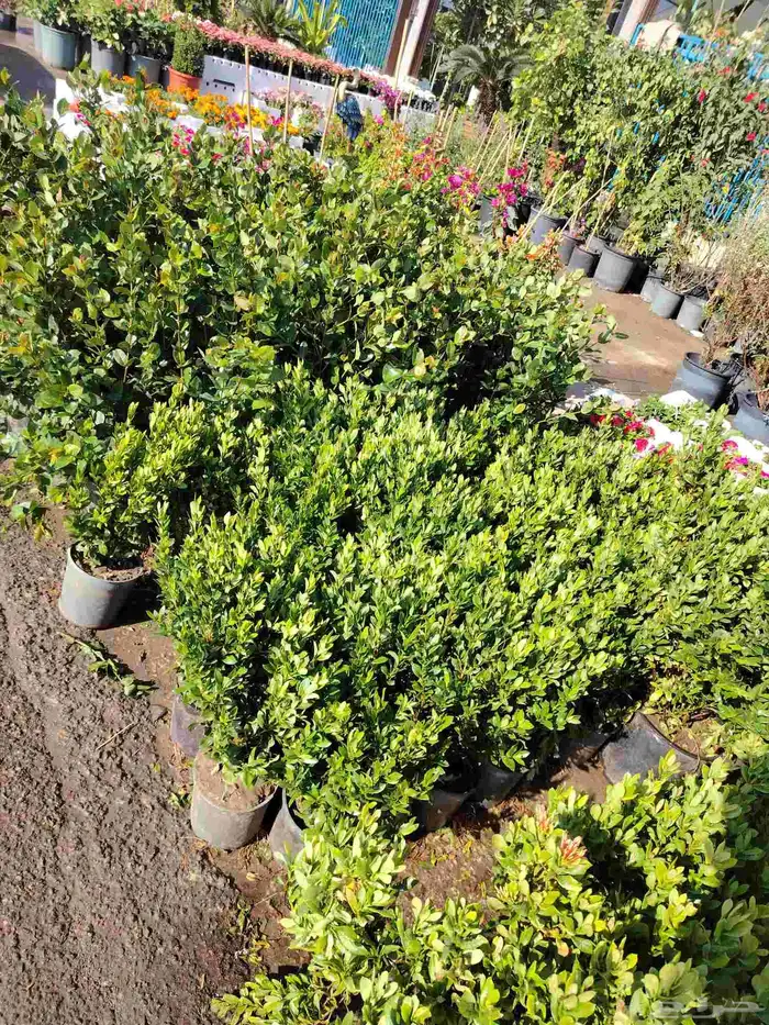 مهندس زراعي متخصص في تنسيق الحدائق وزراعة الفلل والمشاريع 2