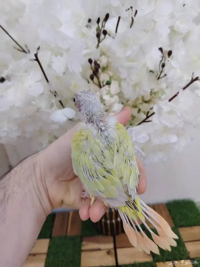 مون شيك صبغه مره بطله(( تم البيع)) 0