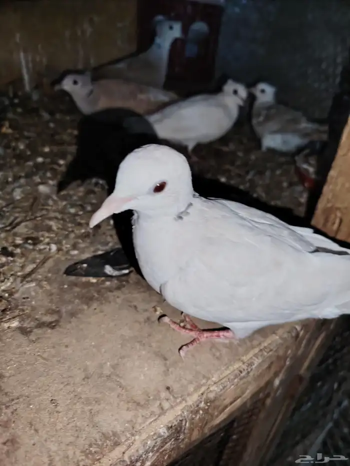 للبيع حمام بدي ياكريم 5