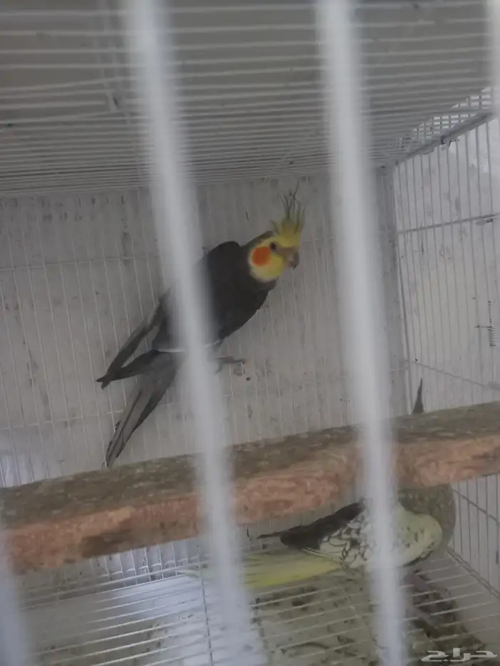 زوج كروان بفروخه..فخم 4