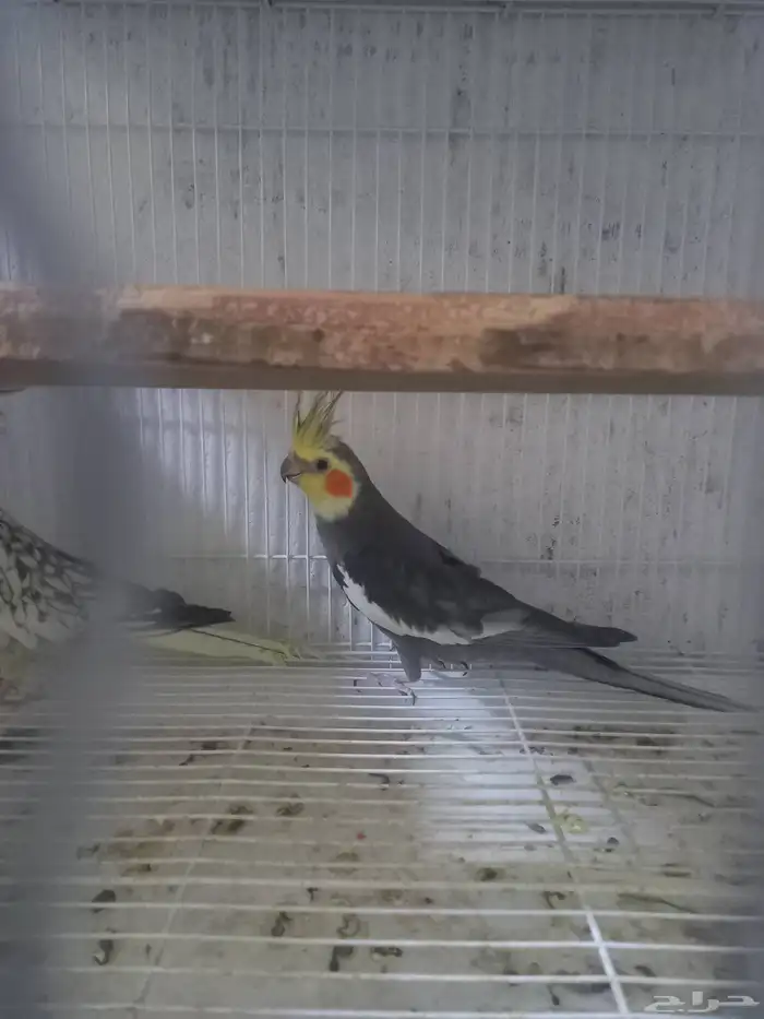 زوج كروان بفروخه..فخم 1