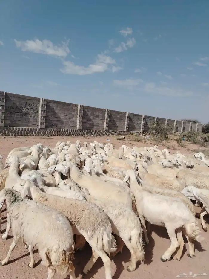 غنم حريه حرش مراح وحد قطعه وحده العداد 100الغنم طيبه ودفيع 2