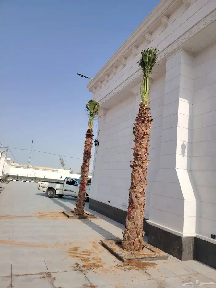 يوجد لدينا جميع انواع النخيل المثمر وازينه توريد لا أنحاء ال 2