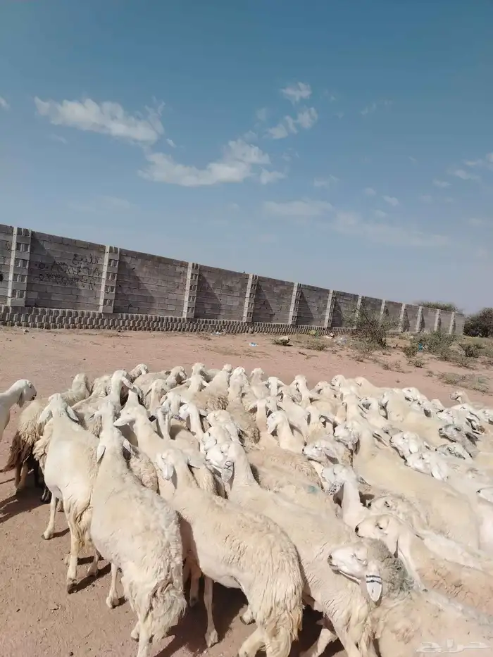 غنم حريه حرش مراح وحد قطعه وحده العداد 100الغنم طيبه ودفيع 0