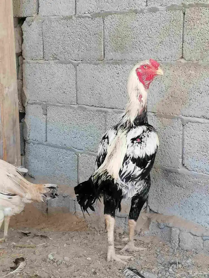 دجاج حجازي مكس بشامو ياباني 1 1