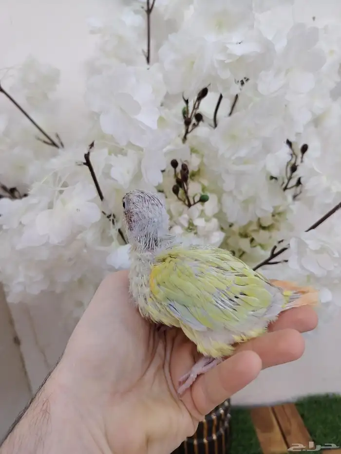 مون شيك صبغه مره بطله(( تم البيع)) 1