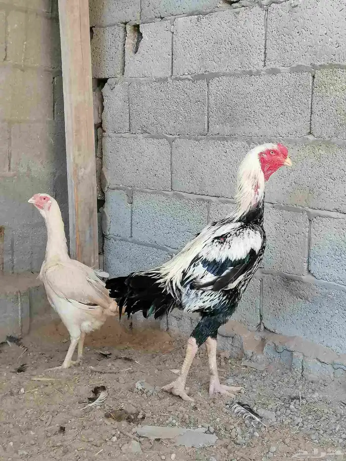 دجاج حجازي مكس بشامو ياباني 1 0