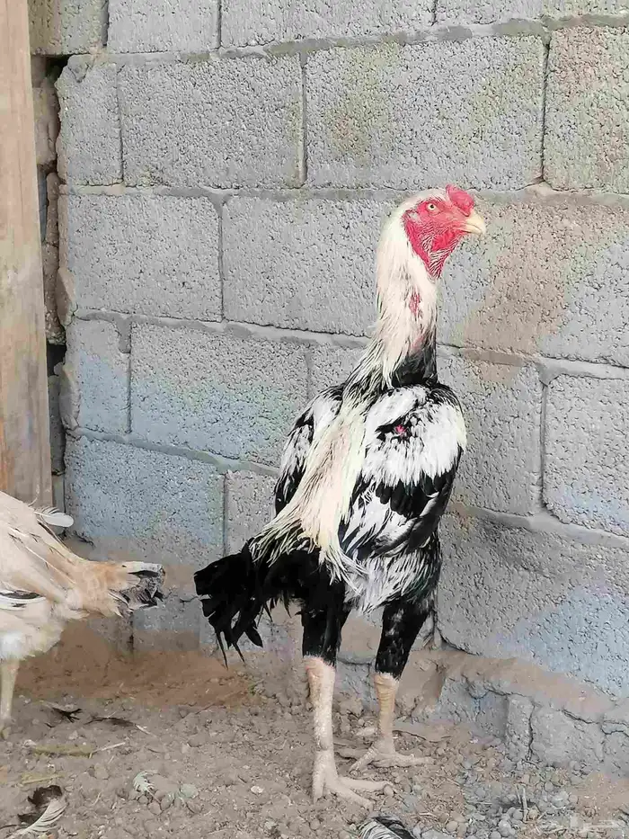 دجاج حجازي مكس بشامو ياباني 1 5