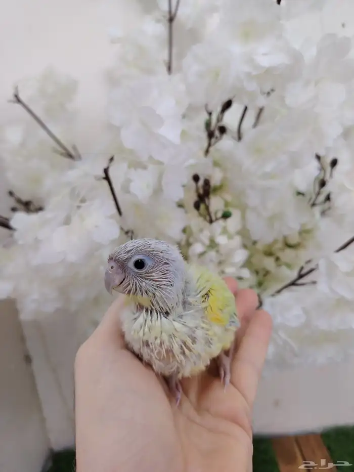 مون شيك صبغه مره بطله(( تم البيع)) 3