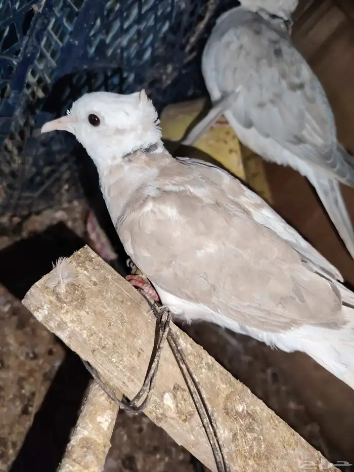 للبيع حمام بدي ياكريم 7