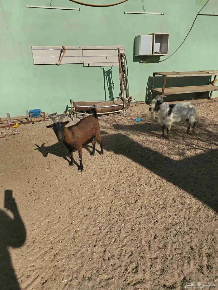 زوج ماعز قزم امريكي 4