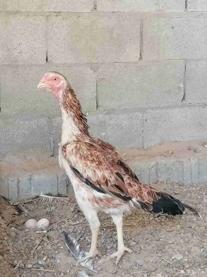 دجاج حجازي مكس بشامو ياباني 1 3