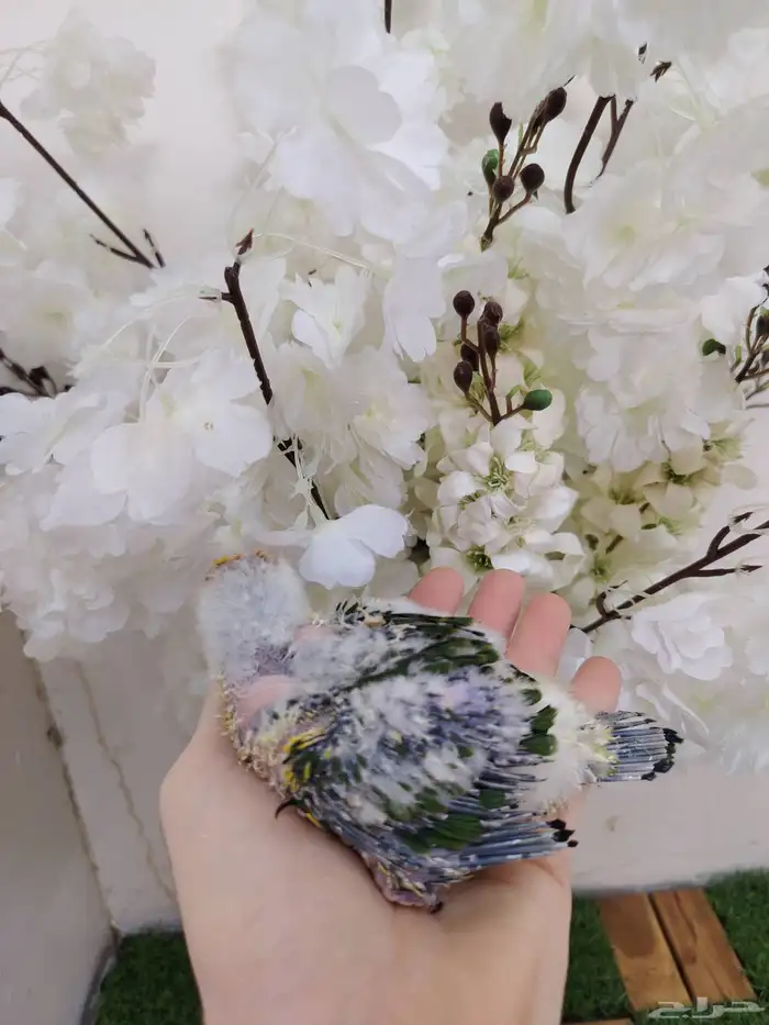 فرخ صن كنيور صبغه مره قويه ((تم البيع)) 1