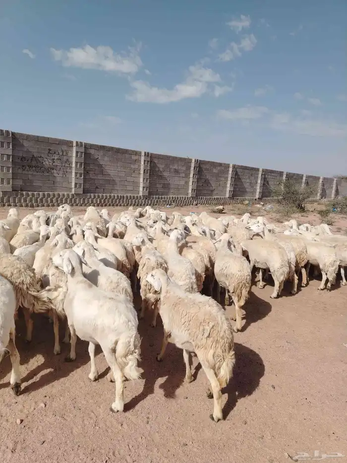 غنم حريه حرش مراح وحد قطعه وحده العداد 100الغنم طيبه ودفيع 5